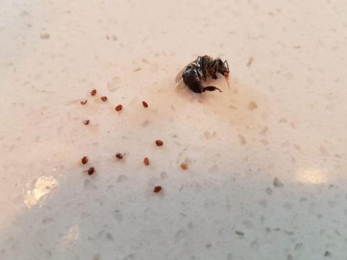 Varroa_01.jpg