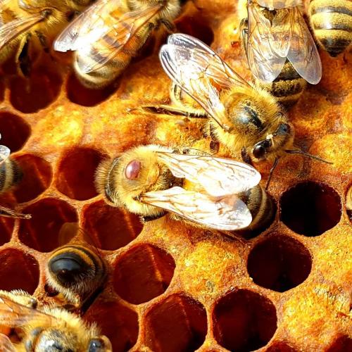Varroa_02.jpg