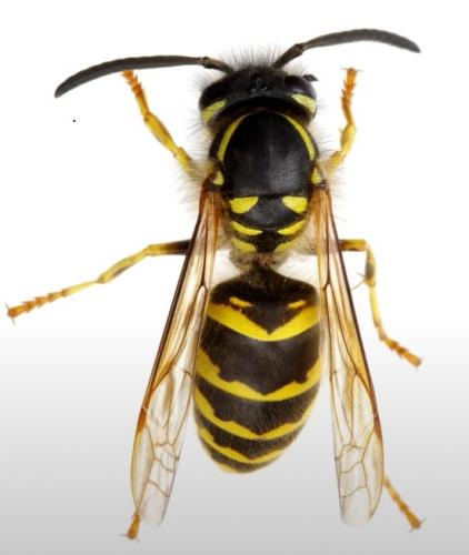 Wasp_01.jpg