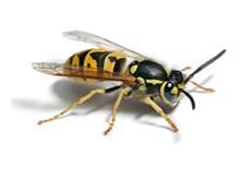 Wasp_02.jpg